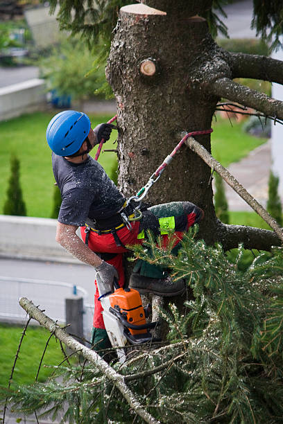  , MN Tree Services Pros